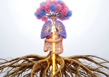 The Gut-Lung Axis: Can digestive health influence breathing?
